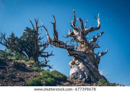Methuselah - The oldest living Great Basin bristlecone pine ( Pinus longaeva) tree in the world. Bristlecone Pine Forest in the white mountains, eastern California, USA. Royalty-Free Stock Photo #677398678