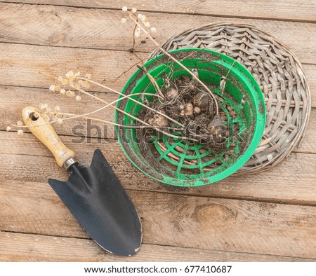Muscari, basket bulbs and shovel on the old wooden table