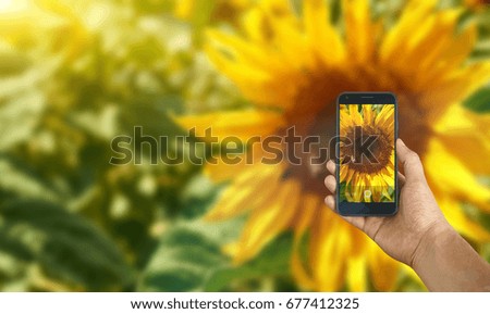 Take photo by smartphone on sunflowers field with blue sky background