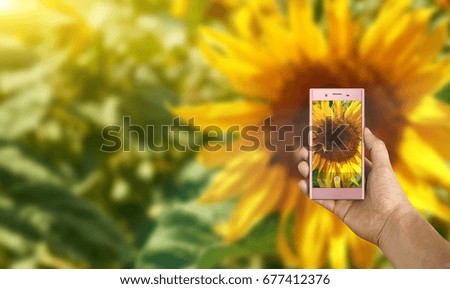 Take photo by smartphone on sunflowers field with blue sky background