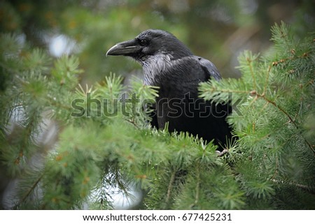 The common raven (Corvus corax), also known as the northern raven, all-black passerine bird. A raven is one of several larger-bodied species of the genus Corvus.