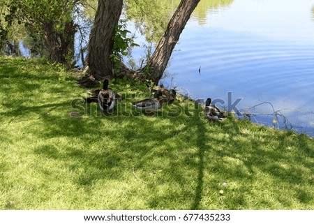 Some ducks near the waters edge of the lake.