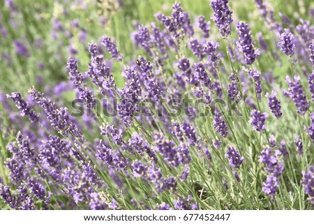 Beautiful bush with violet lavender flowers.