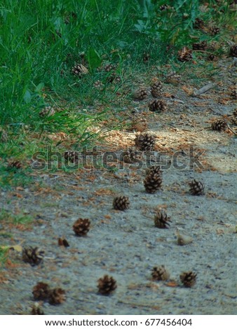 macro photo with landscape background forest paths with ornamental brown cones in the sunlight as the source for design, advertising, print, posters, decor