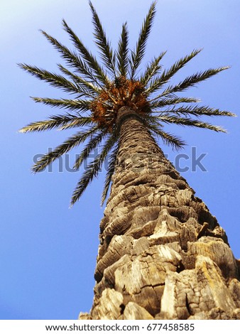 Backlit palm trees with branches and leaves in the park