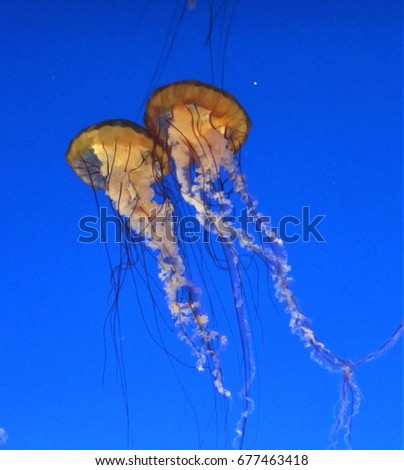 a pair of jellyfish swimming