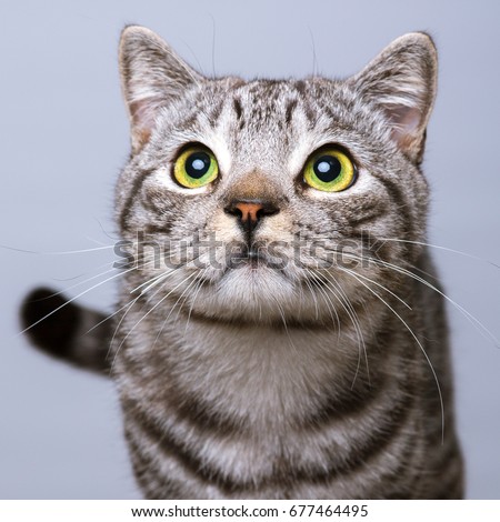 Beautiful British Shorthair Cat With The Classic Tabby Markings