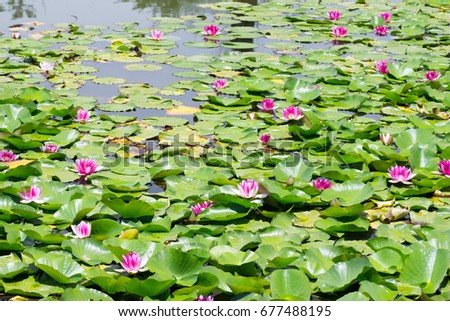 Lotus flower bed in Japan