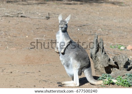 a young female kangaroo with pouch full standing in the sun with eyes closed