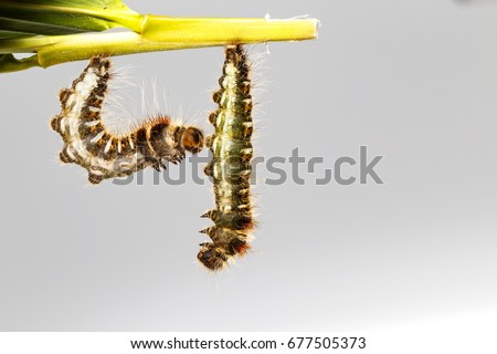 Black caterpillar of common duffer butterfly ( Discophota sondaica Boisduval ) hanging on leaf plant 