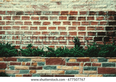 background texture brick wall with tree in pot