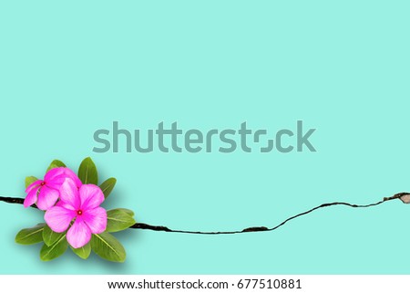 Plant growing with Purple flower on green leaf young tree through crack in pavement concrete background, Picture can used web ad. blank space on texture cement wall for add text.