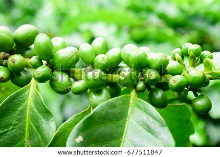 Close up coffee beans in coffee branches, organic agriculture plants background, green unripe coffee beans on tree in Chiang Rai, Northern of Thailand