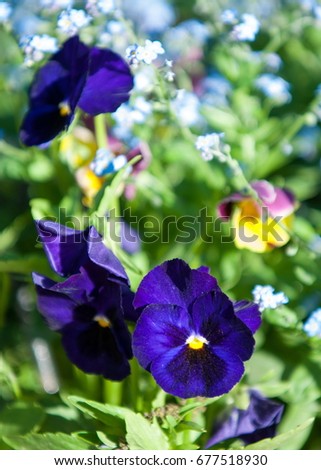 pansies. a popular cultivated viola with flowers in rich colors, with both summer- and winter-flowering varieties. Water Forget-me-not - Myosotis scorpioides
