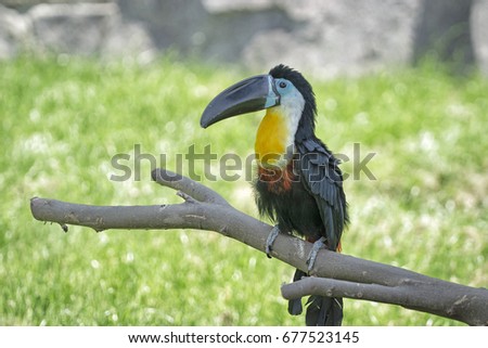 Bird Toucan on a branch