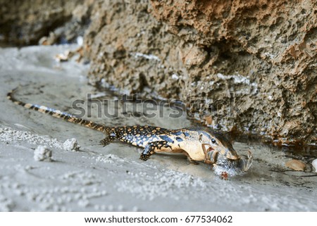 Chameleon predator with prey in mount 