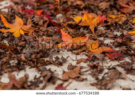 The colors of autumn leaves