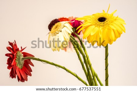 many colorful bright gerber with green legs stay in glass vase on the reception table in office. gerber daisies isolated on white background. colorful flowers as mood lifting method