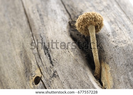 small mushroom on trunk tree 