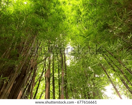 Bamboo shoots , Bamboo