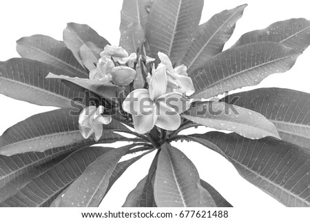 Plumeria flowers is black and white.