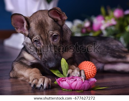 Cute puppy crossbreed lying on the floor with flowers.