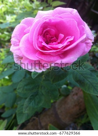 Blossom beautiful pink rose flower. Thailand