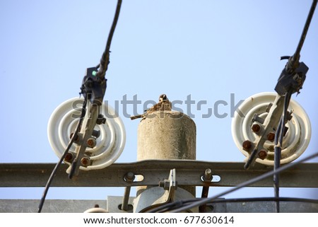 A sparrow stood on a high voltage wire pole
