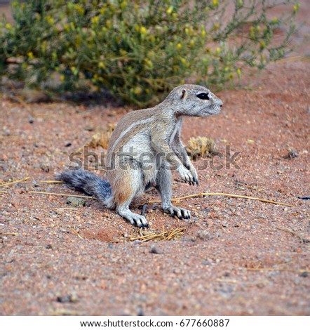 African ground squirrels (genus Xerus) form a taxon of squirrels under the subfamily Xerinae. They are only found in Africa. 