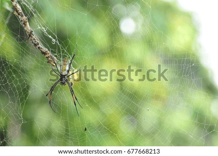 A spider on its web