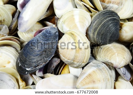 Small shells - white and black