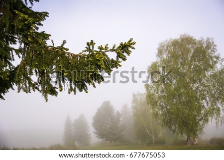 Morning mist. Spruce branch. The silhouettes of the trees in the fog.