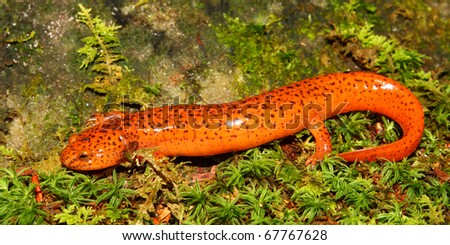 Red Salamander (Pseudotriton ruber) in northern Alabama
