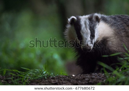 British Badger