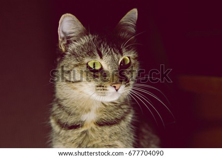 portrait of a gray cat with yellow eyes on black background