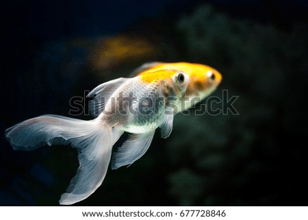 Gold fishes swimming in tropical water fish aquarium
