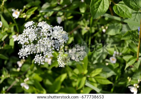 Close up of wildflower Pimpinella saxifraga. Royalty-Free Stock Photo #677738653