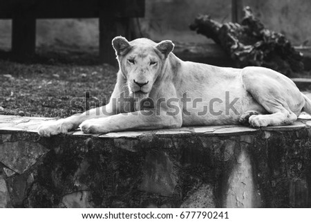 Beautiful albino lioness resting in the zoo