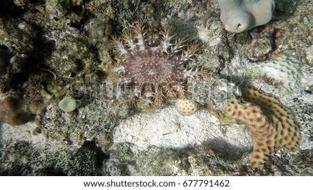 Beautiful sea stars against the background of the sandy bottom.