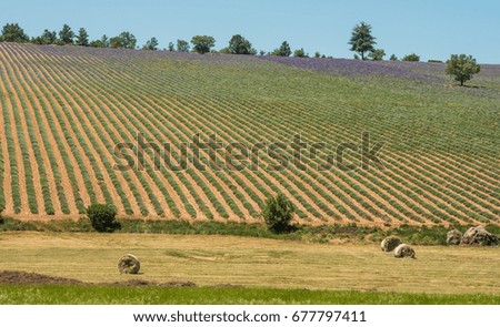 Lavender field in Provence green landscape in France during summer time
