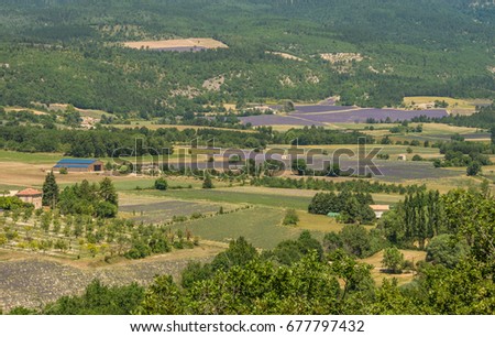 Lavender field in Provence green landscape in France during summer time