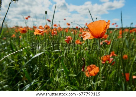 poppies on green field, meadow, Cloudy with clouds in the background, Photographed from the bottom, low angle, selective focus