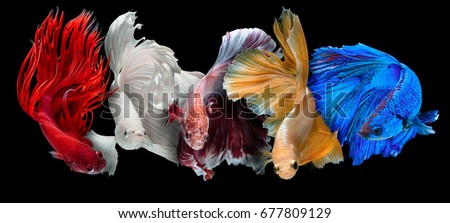 Five Betta fish, siamese fighting fish isolated on black background beautiful movement macro photo