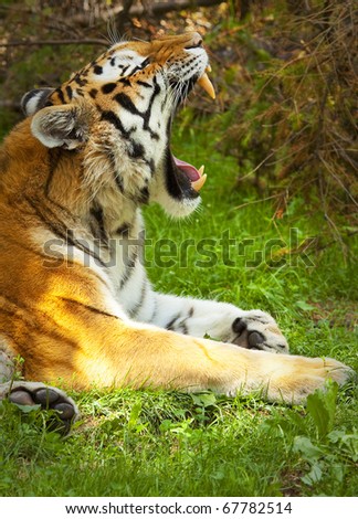 close up photo of a roaring tiger