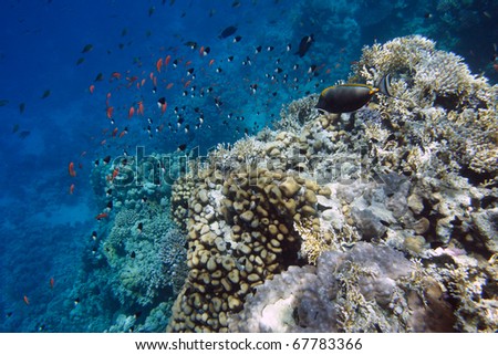 Underwater world.  Coral fishes of Red sea. Egypt