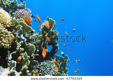 Underwater world.   Coral fishes of Red sea. Egypt
