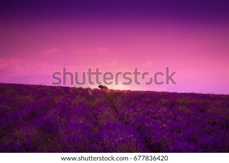 Lavender field in the vicinity of Bakhchisarai in the Crimea, Russia. Cultivated.