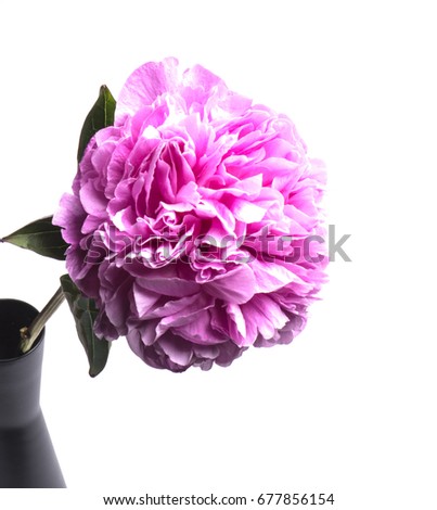 Pink Peony isolated on white
