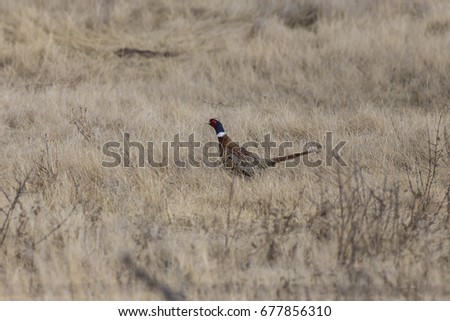 A wild male ring-necked pheasant bird walks through the long brown summer grass in the Canadian prairies in search of a mate. 
