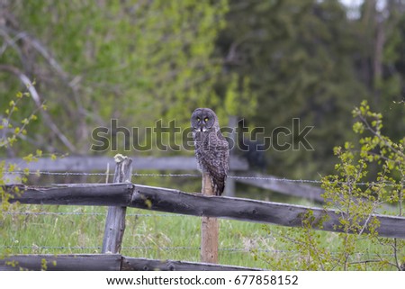 A great grey owl sits on a farmer's barb wire fence during a summer evening while scanning the open meadows with its piercing eyes along a forest edge looking for its next meal. 